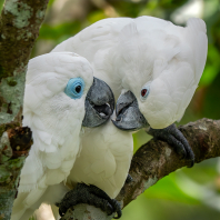 kakadu brýlový - Cacatua ophthalmica