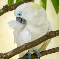 kakadu brýlový - Cacatua ophthalmica