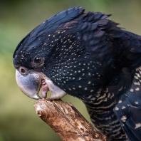 kakadu havraní - Calyptorhynchus banksii