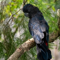 kakadu havraní - Calyptorhynchus banksii