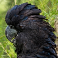 kakadu havraní - Calyptorhynchus banksii