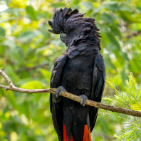 kakadu havraní - Calyptorhynchus banksii