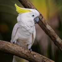 kakadu žlutočečelatý malý - Cacatua...