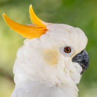kakadu žlutolící - Cacatua sulphurea