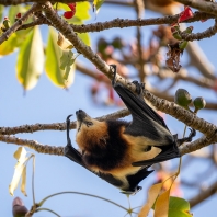 kaloň mauricijský - Pteropus niger