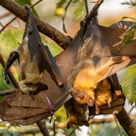 kaloň plavý - Eidolon helvum