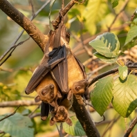 kaloň plavý - Eidolon helvum