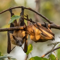 kaloň plavý - Eidolon helvum