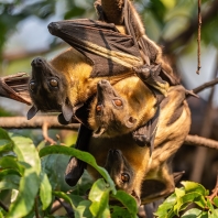 kaloň plavý - Eidolon helvum