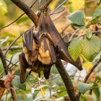 kaloň plavý - Eidolon helvum