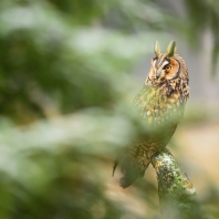 kalous ušatý - Asio otus