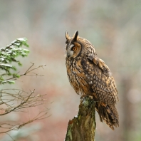 kalous ušatý - Asio otus