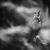 kalous ušatý - Asio otus