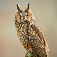 kalous ušatý - Asio otus