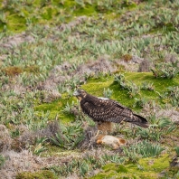 káně andská - Buteo albigula