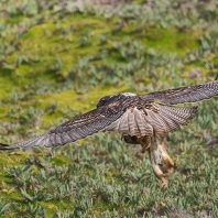 káně andská - Buteo albigula