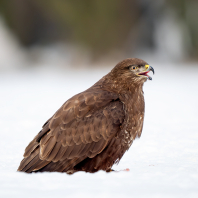 káně lesní - Buteo buteo