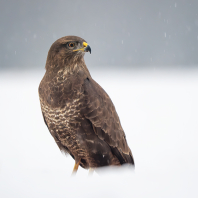káně lesní - Buteo buteo