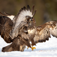 káně lesní - Buteo buteo