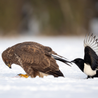 káně lesní - Buteo buteo