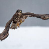 káně lesní - Buteo buteo