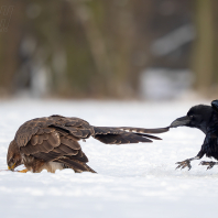 káně lesní - Buteo buteo