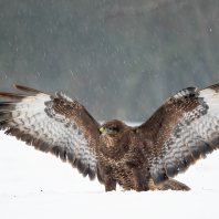 káně lesní - Buteo buteo