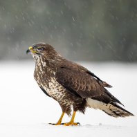 káně lesní - Buteo buteo