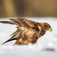 káně lesní - Buteo buteo