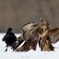 káně lesní - Buteo buteo