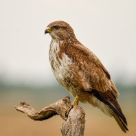 káně lesní - Buteo buteo