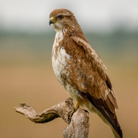 káně lesní - Buteo buteo