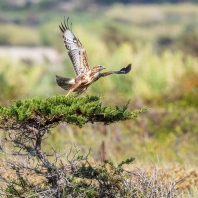 káně lesní - Buteo buteo