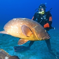 kanic vroubený - Epinephelus marginatus