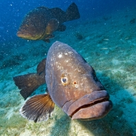 kanic vroubený - Epinephelus marginatus