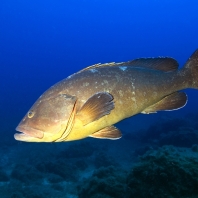 kanic vroubený - Epinephelus marginatus