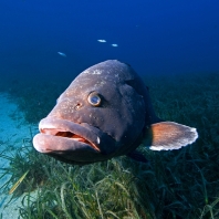 kanic vroubený - Epinephelus marginatus