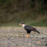 karančo chocholatý - Caracara cheriway
