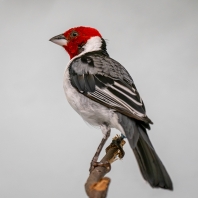 kardinál dominikánský - Paroaria...