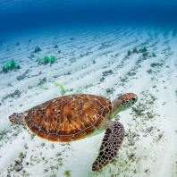 kareta obecná - Caretta caretta