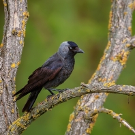 kavka obecná - Corvus monedula