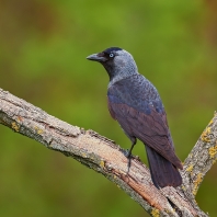 kavka obecná - Corvus monedula