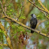 kavka obecná - Corvus monedula