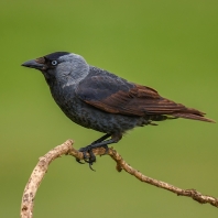 kavka obecná - Corvus monedula