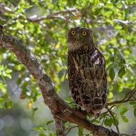 ketupa rybí - Ketupa zeylonensis