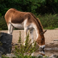kiang východní - Equus kiang holdereri
