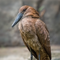 kladivouš africký - Scopus umbretta