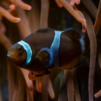 klaun očkatý - Amphiprion ocellaris