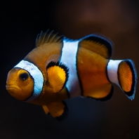 klaun očkatý - Amphiprion ocellaris