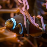 klaun očkatý - Amphiprion ocellaris
